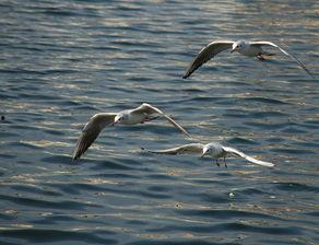 天津海鸥爆料视频,一场惊心动魄的幕后故事 第3张 天津海鸥爆料视频,一场惊心动魄的幕后故事 第3张
