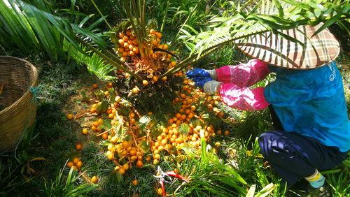 重庆铁树开花爆料视频大全,视频大全揭秘罕见自然现象  第3张